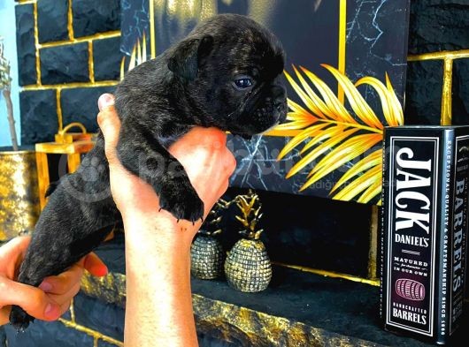Tamamen Ev Ortamı French Bulldog Exotic Dişi Yavru Yeni Ailesini Arıyor görsel