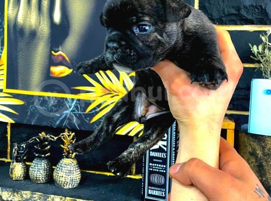 Tamamen Ev Ortamı French Bulldog Exotic Dişi Yavru Yeni Ailesini Arıyor