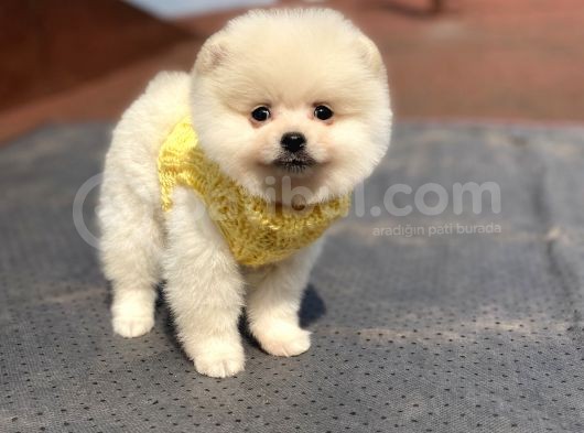 Orjinal Pomeranian Boo Bebeklerimiz görsel