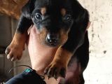 King Doberman