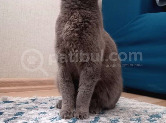 7 Aylık Kızımızı Sahiplendiriyoruz görsel