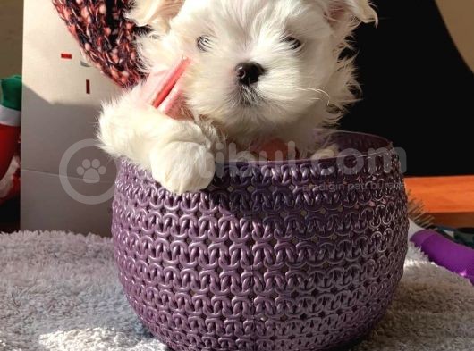 Tea Cup Maltes Yavrularımız