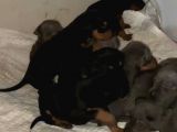 King Doberman