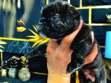Tamamen Ev Ortamı French Bulldog Exotic Dişi Yavru Yeni Ailesini Arıyor