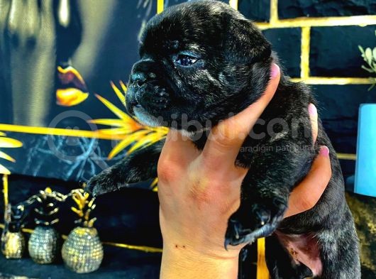 Tamamen Ev Ortamı French Bulldog Exotic Dişi Yavru Yeni Ailesini Arıyor görsel
