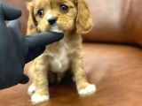 Sevimli Ruby Cavalier King Charles Yavrularımız