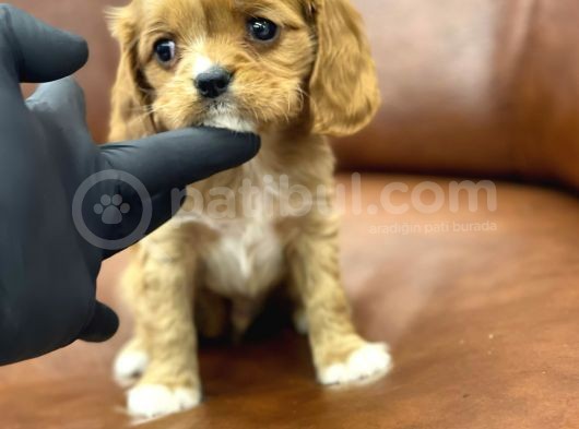 Sevimli Ruby Cavalier King Charles Yavrularımız görsel
