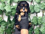Three Color King Charles Cavalier Yavrularımız