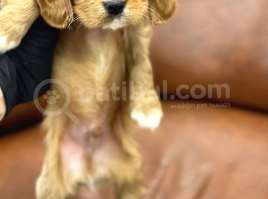 Sevimli Ruby Cavalier King Charles Yavrularımız görsel