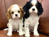 Muhteşem King Charles Cavalier Yavrularımız