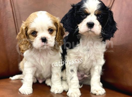 Muhteşem King Charles Cavalier Yavrularımız görsel