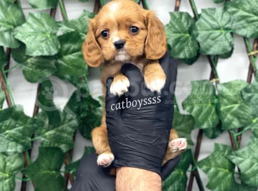Sevimli Ruby Cavalier King Charles Yavrularımız