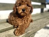 Red Toy Poodle Orji̇nal Bebekler