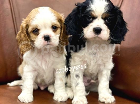 Muhteşem King Charles Cavalier Yavrularımız