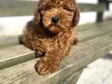 Red Toy Poodle Orji̇nal Bebekler