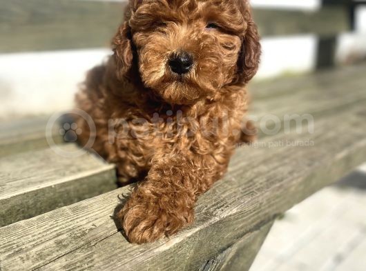 Red Toy Poodle Orji̇nal Bebekler görsel