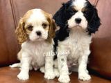 Muhteşem King Charles Cavalier Yavrularımız