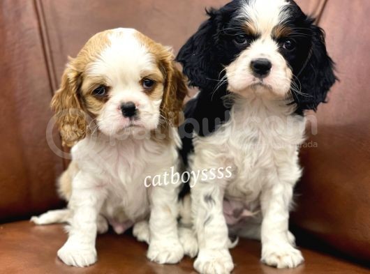 Muhteşem King Charles Cavalier Yavrularımız görsel