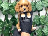 Sevimli Ruby Cavalier King Charles Yavrularımız