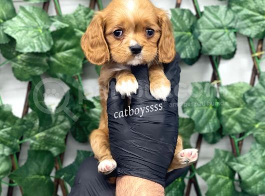 Sevimli Ruby Cavalier King Charles Yavrularımız görsel