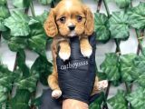 Sevimli Ruby Cavalier King Charles Yavrularımız
