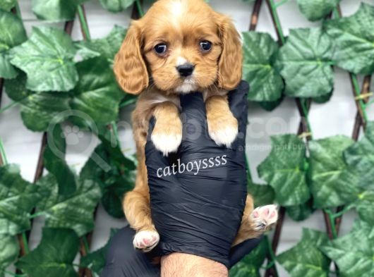 Sevimli Ruby Cavalier King Charles Yavrularımız görsel