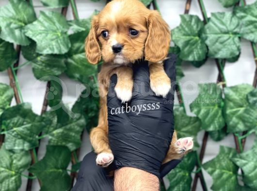 Sevimli Ruby Cavalier King Charles Yavrularımız görsel