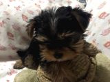 Tea Cup York Shire Terrier