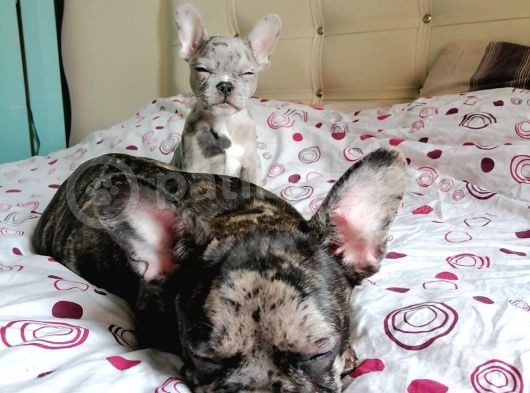 Black & Bblue Merle Bebekler görsel