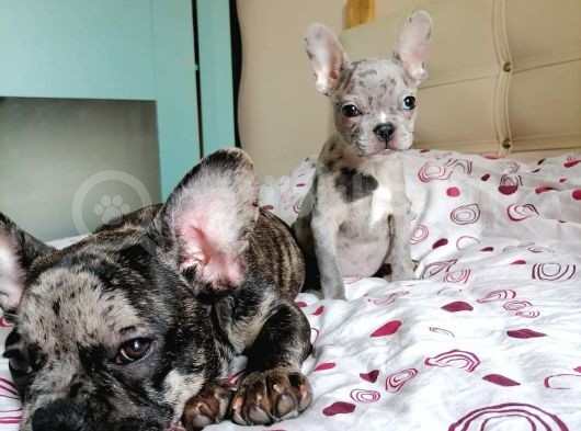 Black & Bblue Merle Bebekler görsel