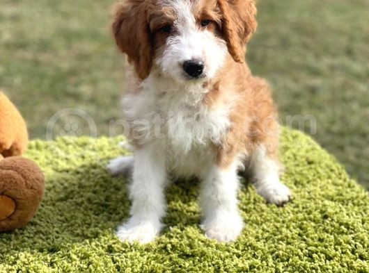 Giant Poodle