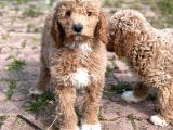 Giant Poodle