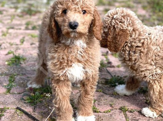 Giant Poodle