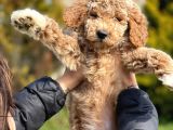 Giant Poodle
