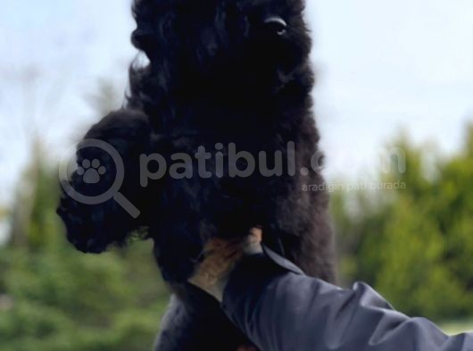 Labradoodle görsel