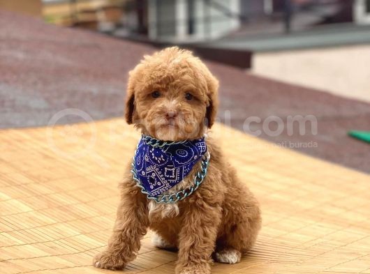 Toy Poodle görsel