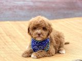 Toy Poodle