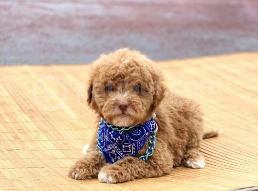 Toy Poodle
