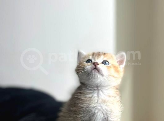 Secereli̇ Bri̇ti̇sh Shorthai̇r Yavru Kedi̇ görsel