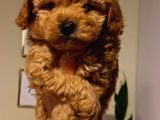 Toy Poodle Yavrularımız
