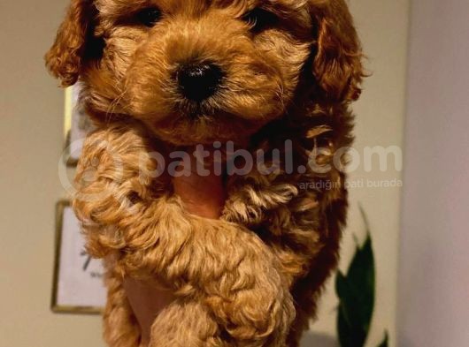 Toy Poodle Yavrularımız görsel