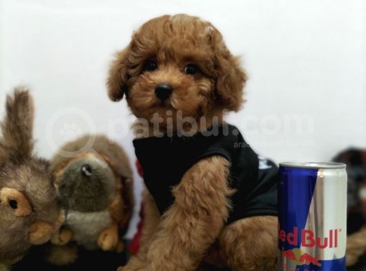 Safkan Red Brown Toy Poodle Yavrularimiz görsel