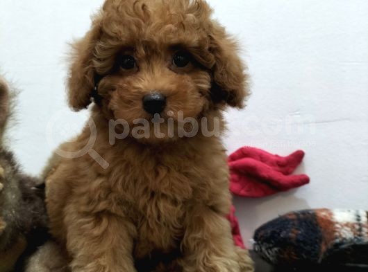 Safkan Red Brown Toy Poodle Yavrularimiz görsel