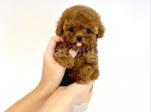 Red Brown Toy Poodle Yavrularimiz görsel