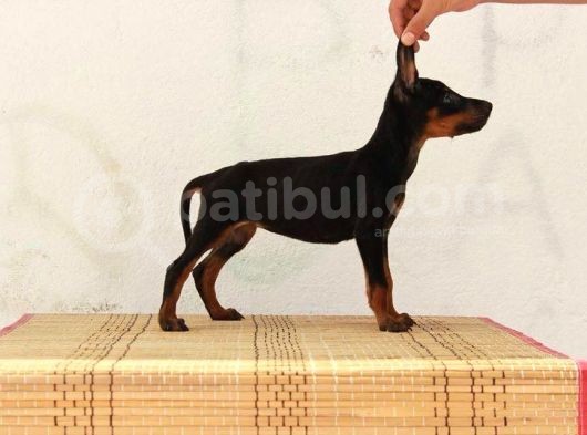 King Doberman  görsel