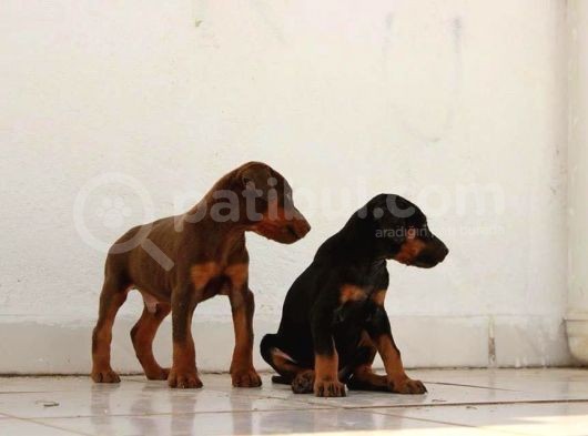 King Doberman  görsel