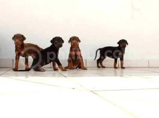 King Doberman 