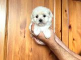 Anne Altından Kızımız Maltese Terrier