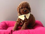 Safkan Toy Poodle Yavrular