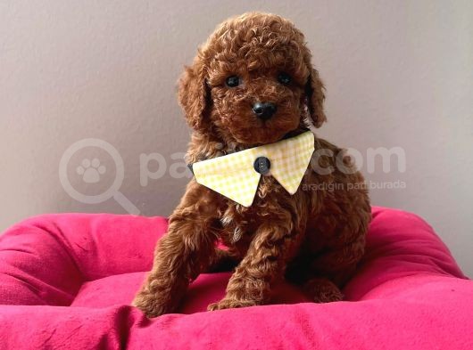 Safkan Toy Poodle Yavrular görsel